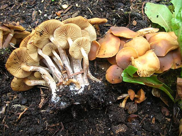 Una Galerina al giardino botanico